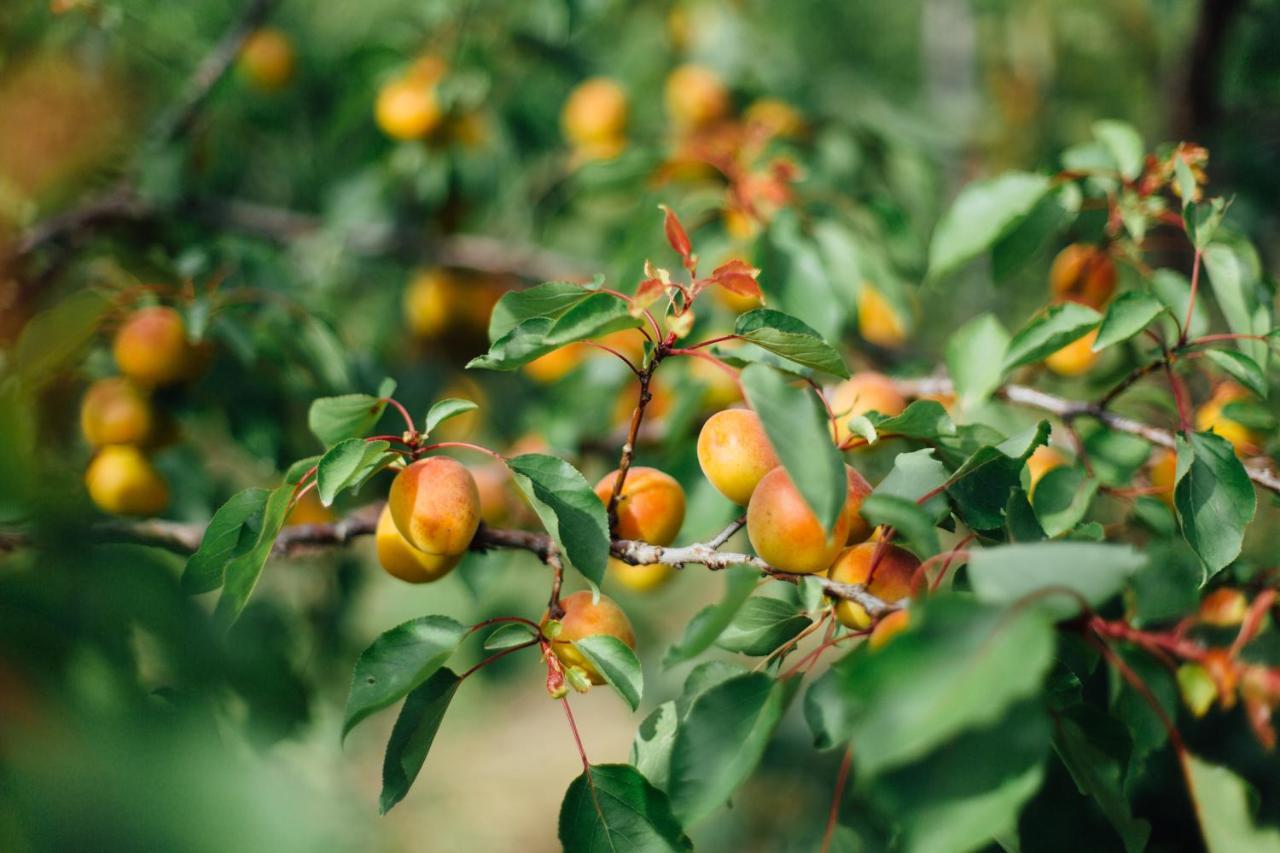 Agriturismo Il Querciolo Grosseto Eksteriør bilde